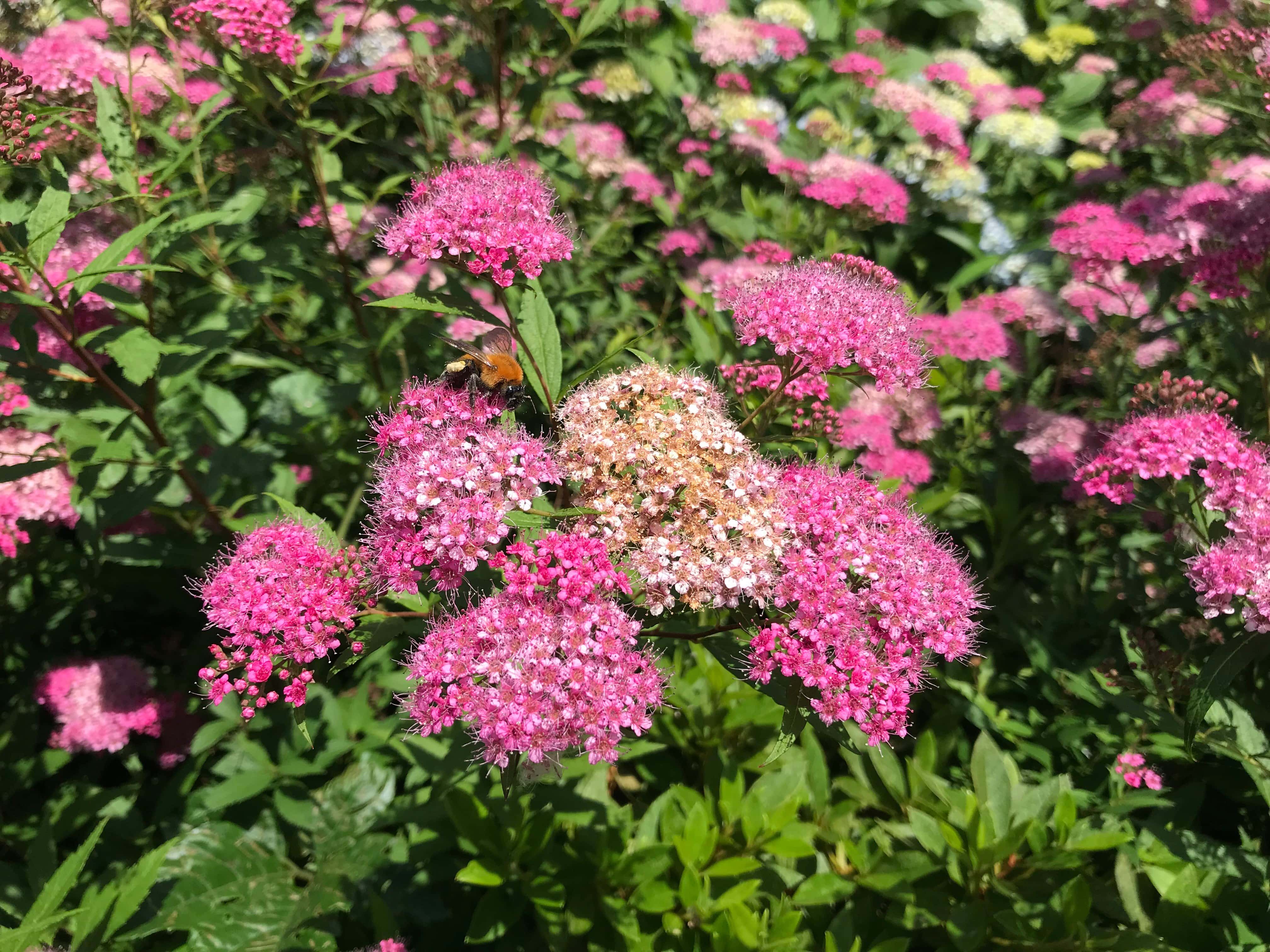 104288886_702045230340941_5292700062723393438_n