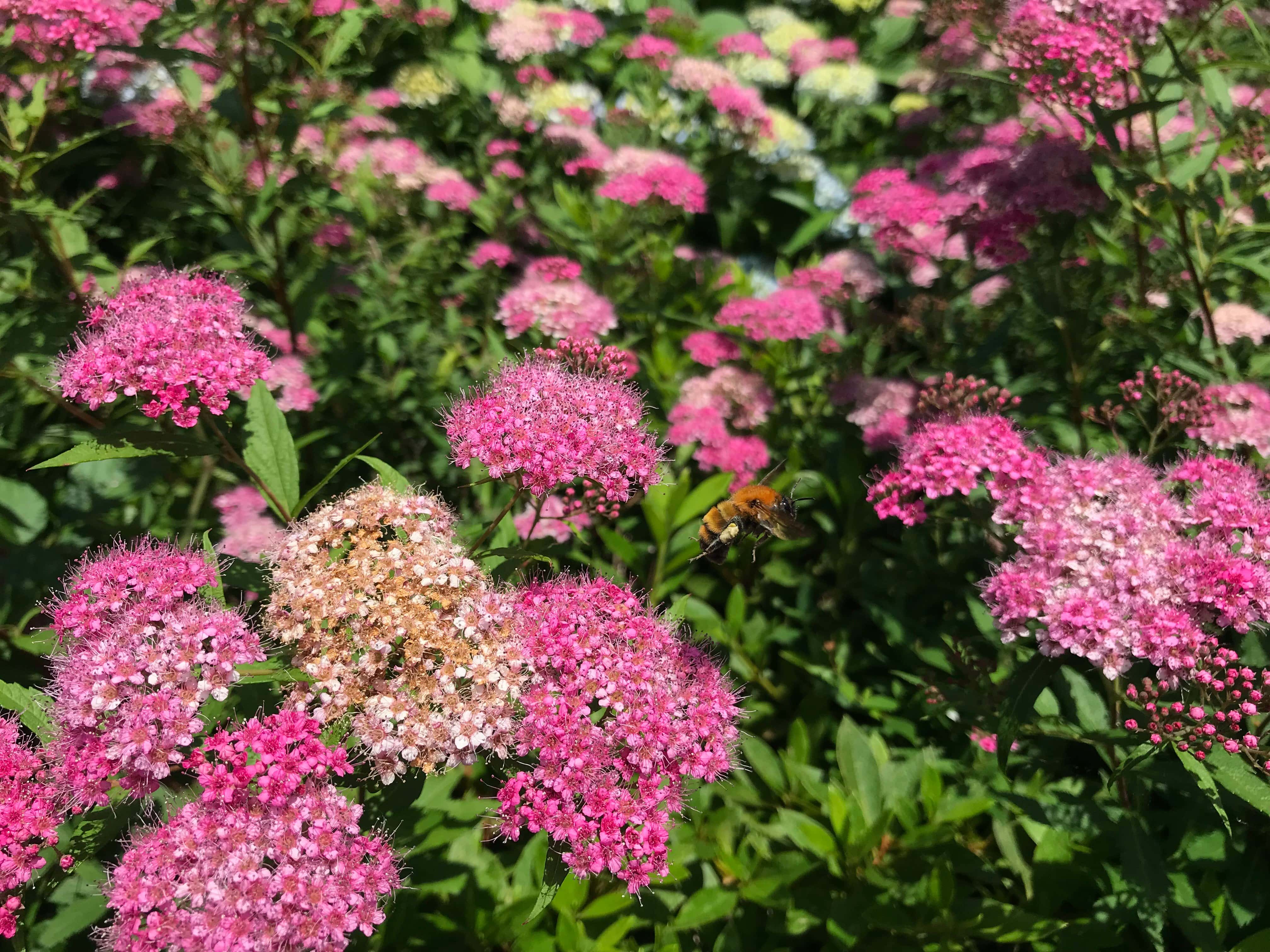 105770230_557377111811664_4973348644273080205_n