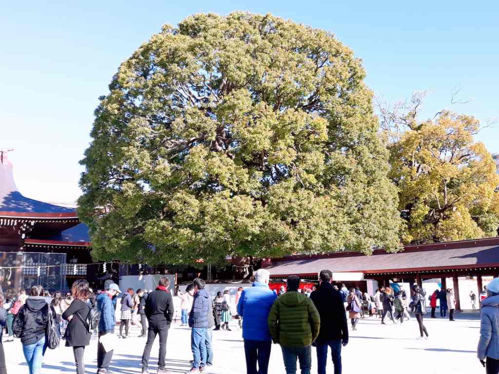 meiji jingu_tree