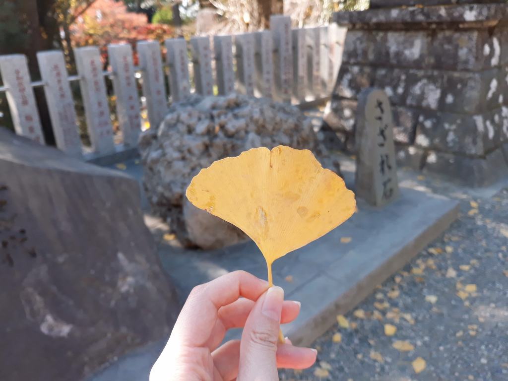tsukuba_ginko