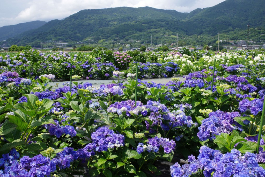神奈川県観光協会
