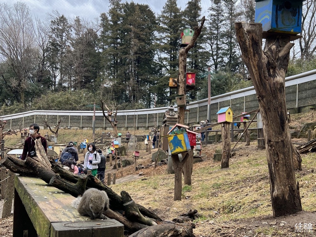 東京町田松鼠園-親子景點推薦-近距離體驗松鼠餵食互動