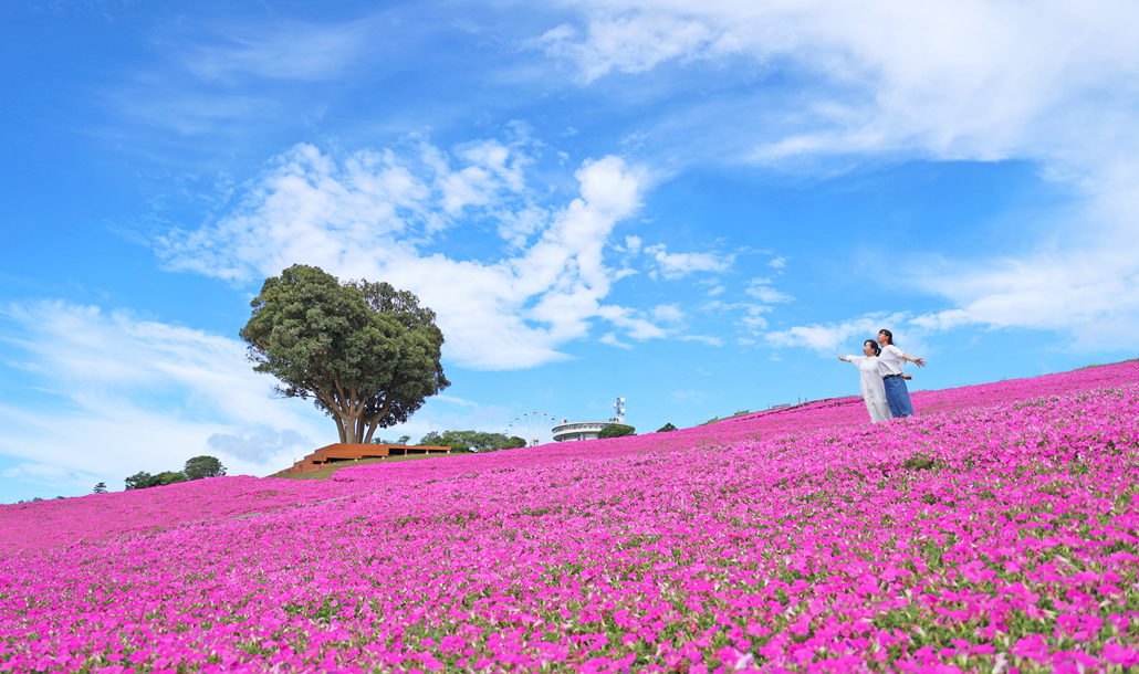 千葉母親牧場-夏季限定桃粉紅矮牽牛花海-東京近郊親子旅遊推薦