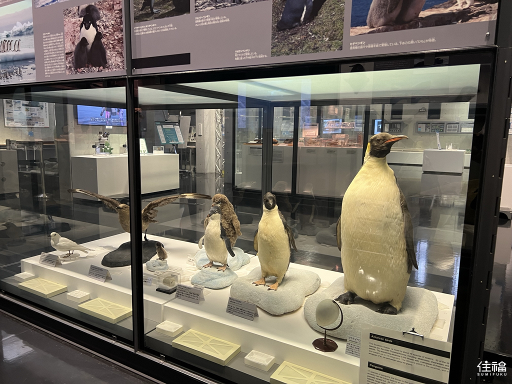 東京立川南極北極科學館，適合親子旅遊與雨天行程的免費博物館